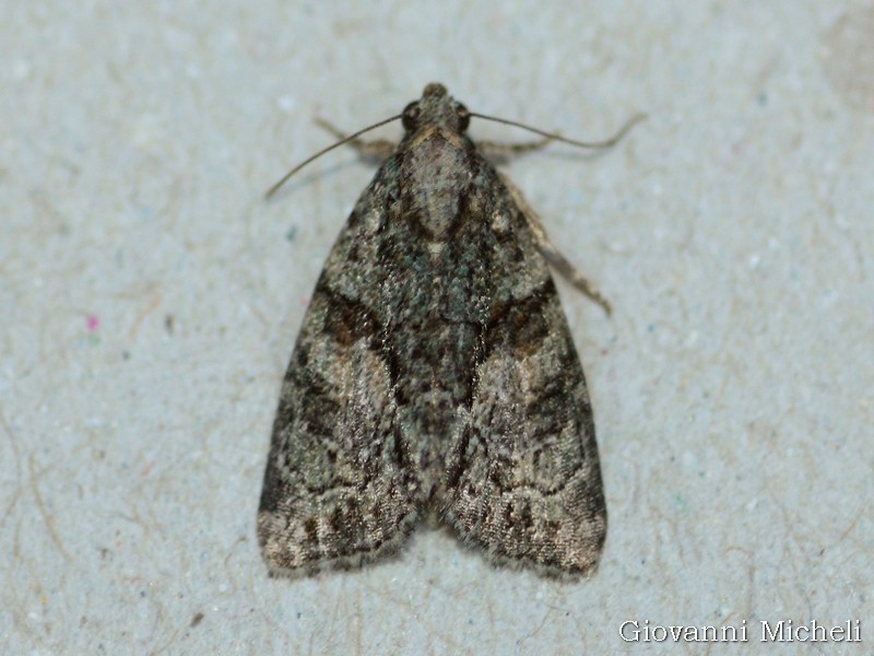 Noctuidae da ID - Cryphia sp.